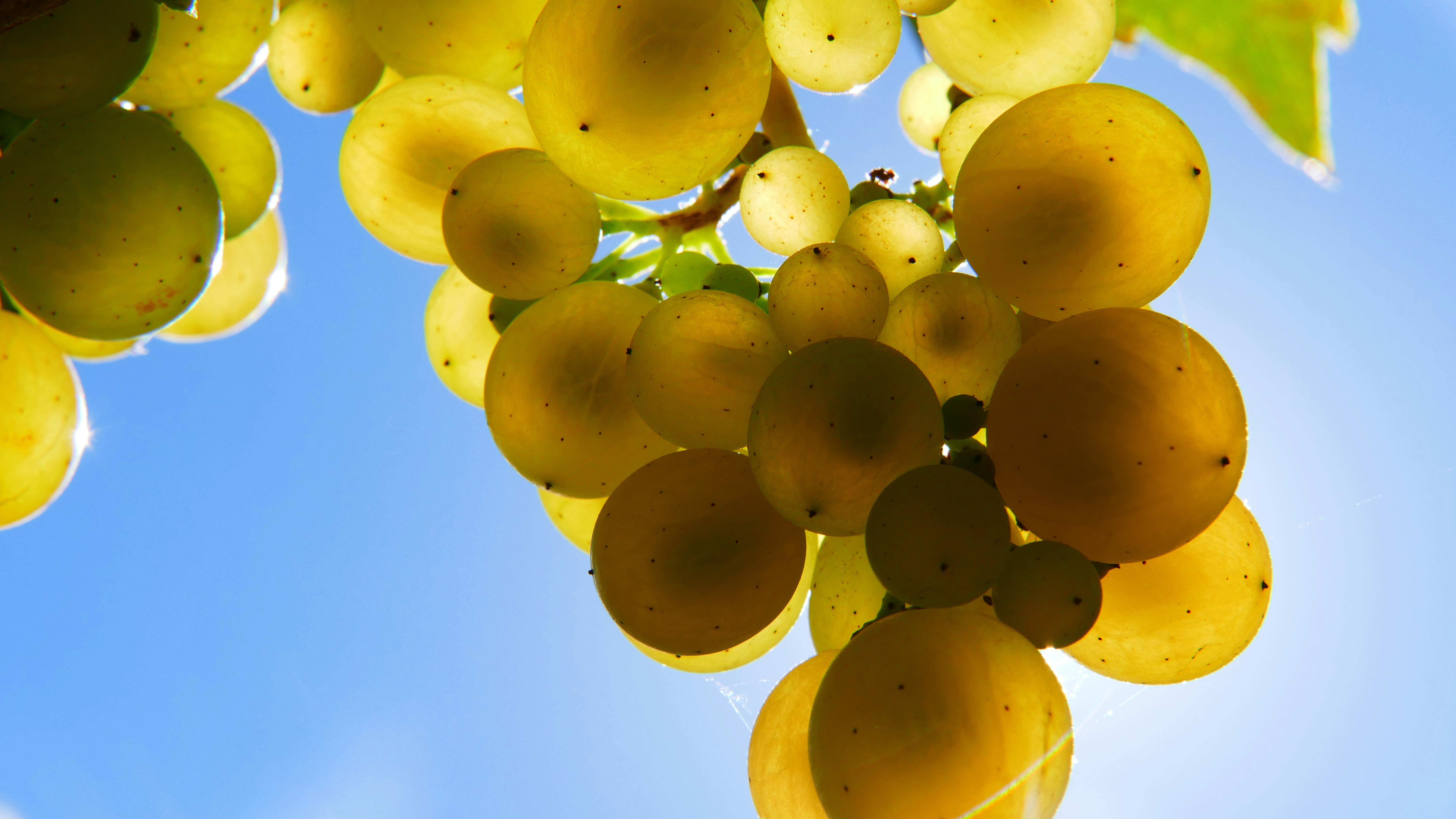 Grapes